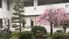 桜が咲く中庭