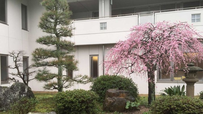 枝垂れ桜と松の中庭