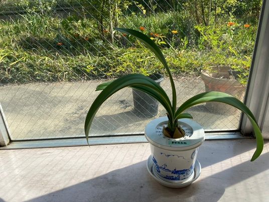 窓辺の観葉植物  