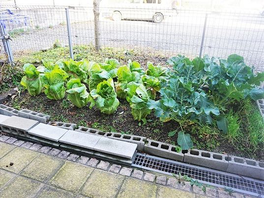 野菜が育つ中庭