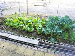 新鮮な野菜が育つ庭