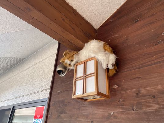 天井に飾られたぬいぐるみ  
