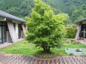 緑豊かな中庭