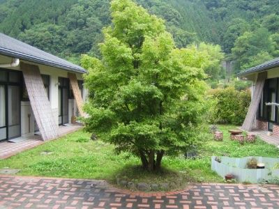 緑豊かな中庭