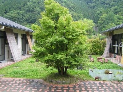 自然豊かな庭