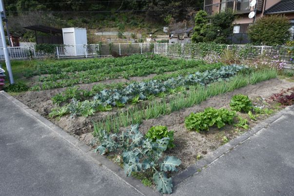 豊かな野菜の畑