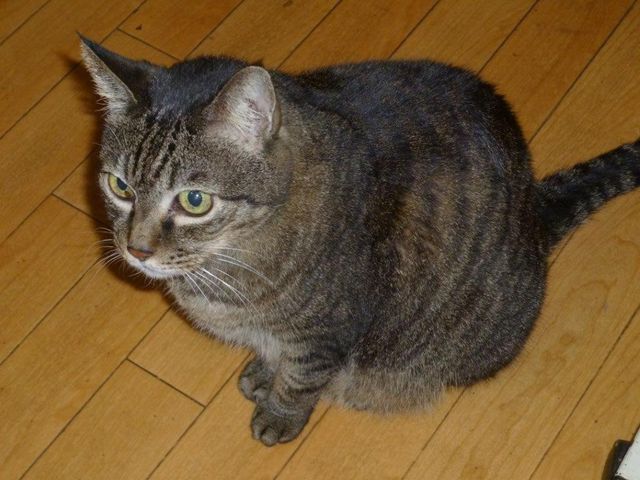 室内の飼い猫の様子 居室 スタッフが動物のお世話をすることもあり、心温まる環境で職員同士の協力体制が整っています。