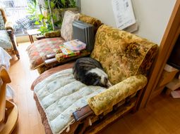 猫が横たわる応接室