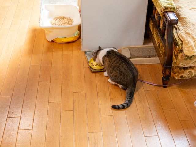 猫が食事をしている居室 アニマルセラピー ゆったりとした居室でペットを育てる様子が垣間見えます。日々の生活に温もりと潤いを与えてくれる場です。
