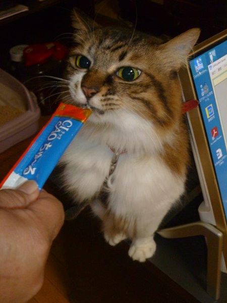 猫とおやつ