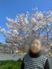桜の木の近く