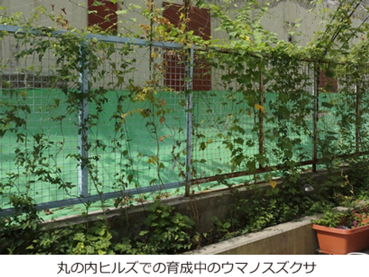 ウマスズクサのつるが育つ庭  