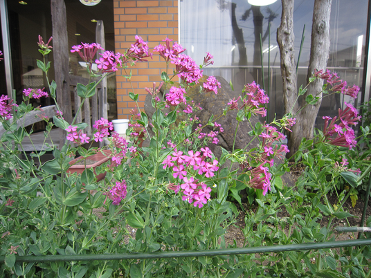花咲く庭先  