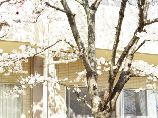 桜の木がある中庭  