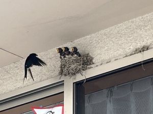 ツバメの巣がある廊下上部  
