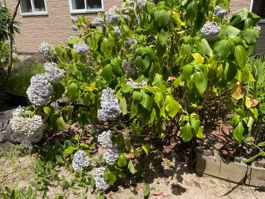 色とりどりの花が咲く庭