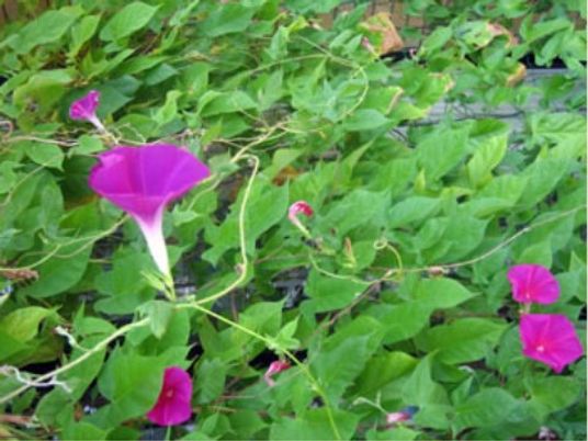 紫の花が咲く豊かな緑