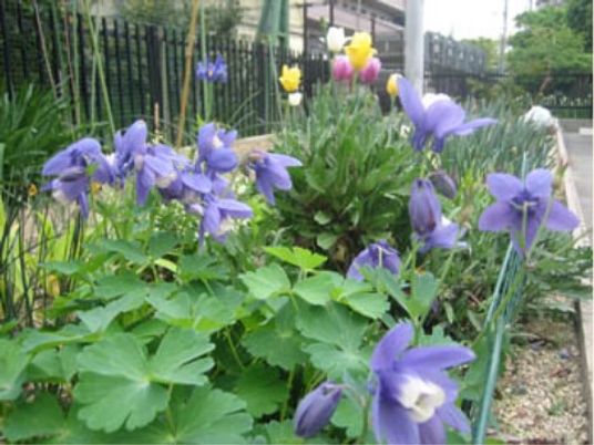 花が咲く施設の庭