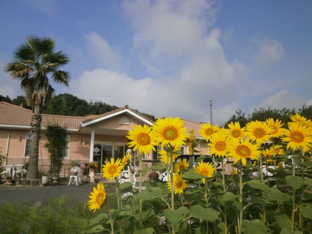 ひまわりと建物の外観 陽だまりに包まれた建物前には、元気なひまわりが迎えてくれます。訪れる人々に心地よい空間が広がっています。
