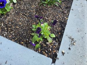 花壇の寄せ植え  