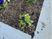 花壇の寄せ植え  