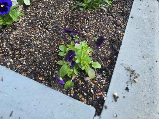 花壇の寄せ植え  