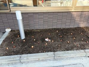 建物脇の花壇  