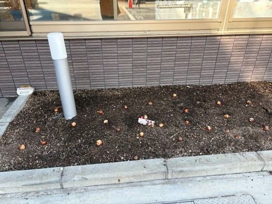 建物脇の花壇  