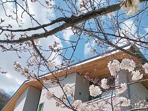 桜咲く建物外観