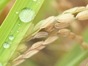 植物のクローズアップ
