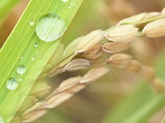 植物のクローズアップ