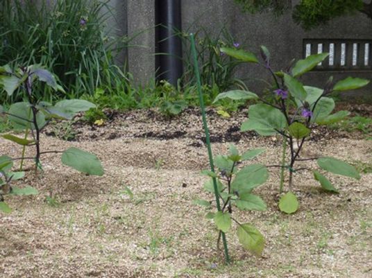 植物が育つ庭
