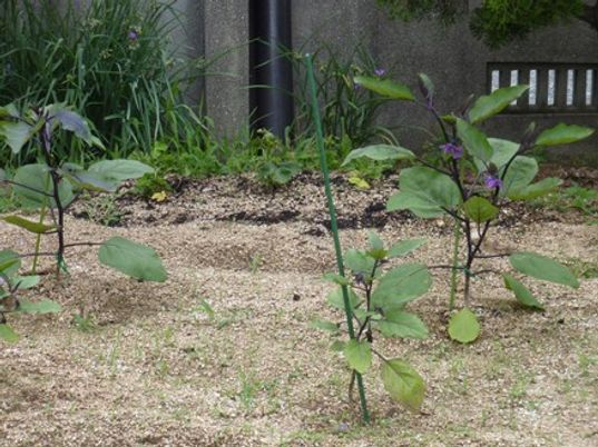植物が育つ庭