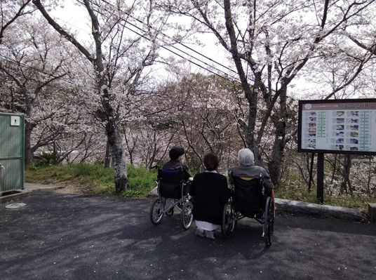 桜と車椅子利用者の様子