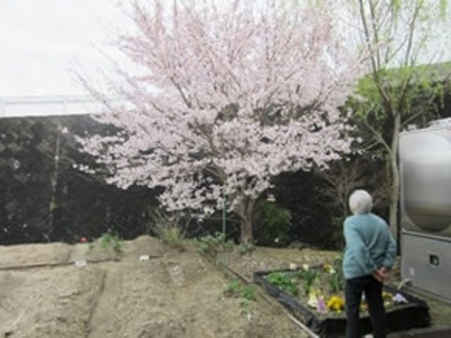 ゆったり庭園の片隅 中庭 桜の下で土に触れる姿が見られる、静かで広々とした中庭です。自然に囲まれながらガーデニングをお楽しみいただけます。