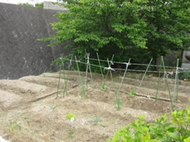 手入れされた緑の中庭 中庭 ゆったりとした自然の潤いを感じさせる中庭です。春らしい柔らかな日差しの中、散策や園芸をお楽しみいただけます。