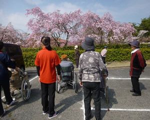 桜の中庭でくつろぐ様子