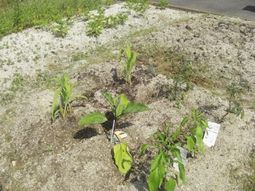 新たな植栽の若木