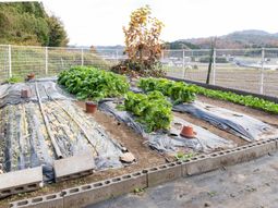 緑豊かな庭の風景