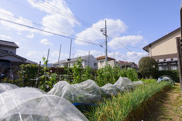 手入れされた野菜畑の風景