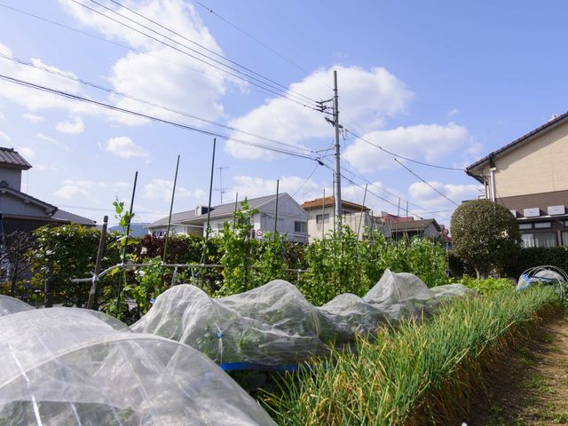 手入れされた野菜畑の風景 庭 清々しい庭での園芸作業は、入居者様の心身の活性に貢献し、やりがいのある業務内容です。