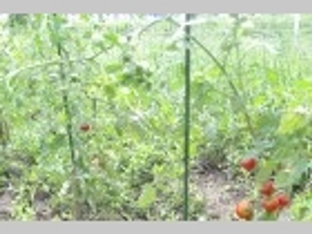 緑豊かな庭の様子 共用スペース 手入れが行き届いた温もりのある庭です。屋外での憩いの時間を楽しむことができる環境が整っています。