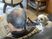 老人と犬のリビングシーン