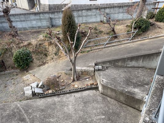庭の眺め