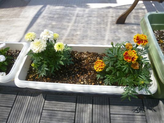 花壇のあるテラス  