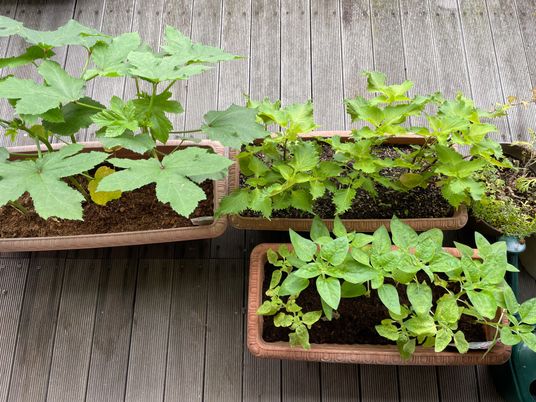 緑が生い茂る中庭