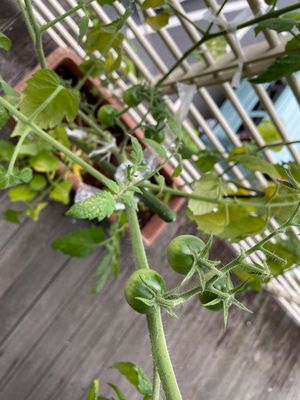 緑溢れる中庭の一角