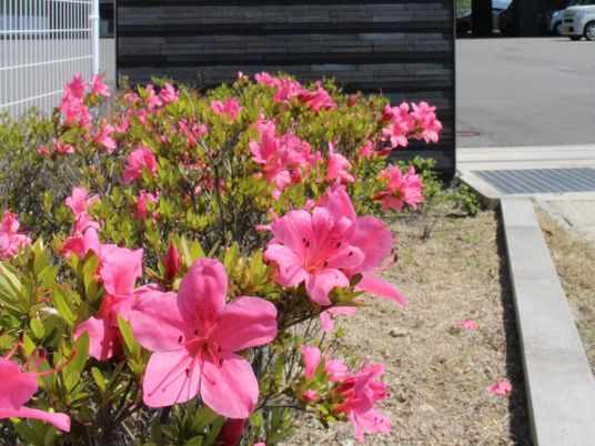 ピンクの花が咲く庭先  