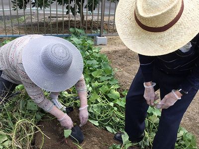 野菜を植える庭