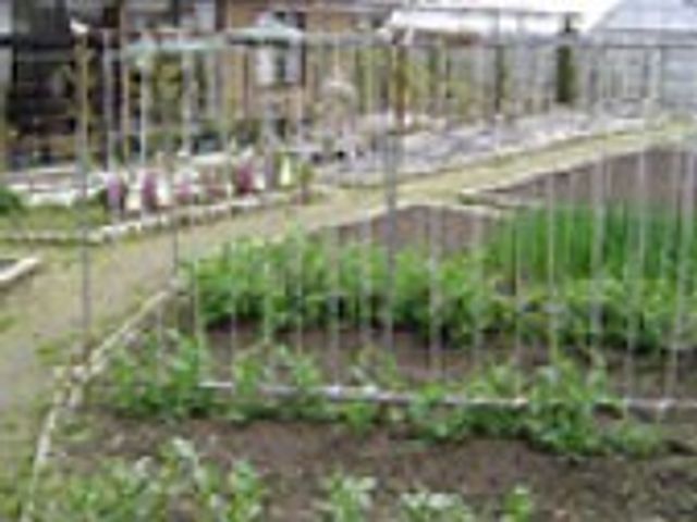 緑豊かな庭 庭 花や作物が整然と植えられた緑豊かな環境です。リラックスや園芸活動に最適です。
